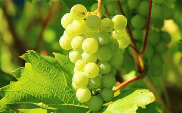 重庆健康营养师培训机构