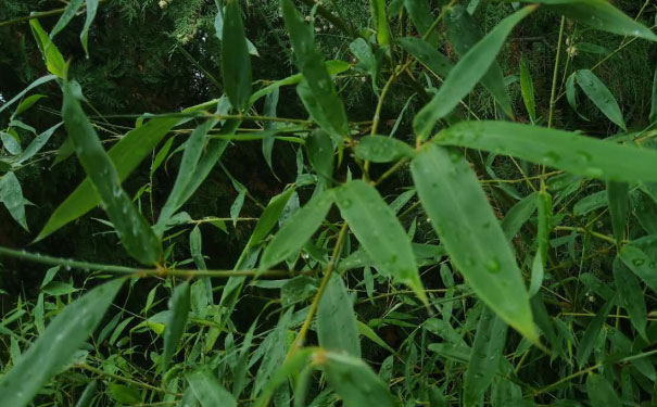 佛山顺德区视觉设计培训机构_多少钱