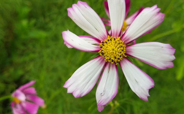 石家庄教师证报名_考试_报考条件