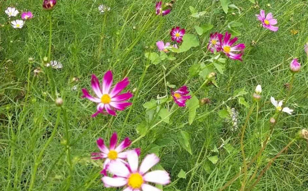 邯郸教师证报名_考试_报考条件