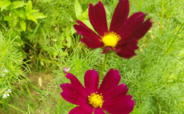 张家口教师证报名_考试_报考条件