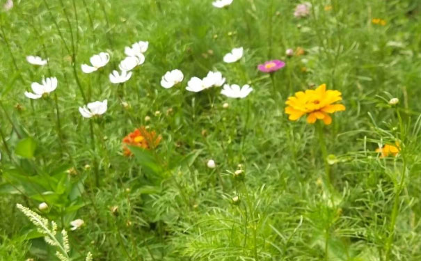 邢台教师证报名_考试_报考条件