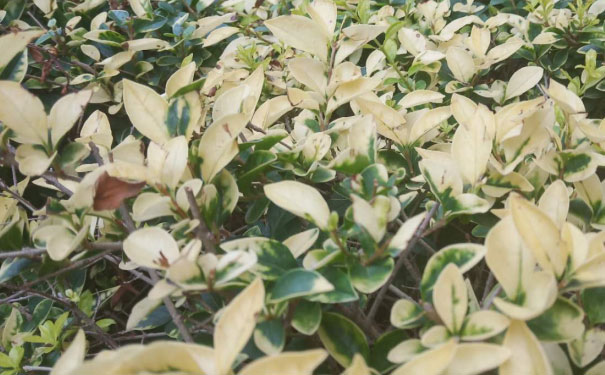 大同教师证报名_考试_报考条件