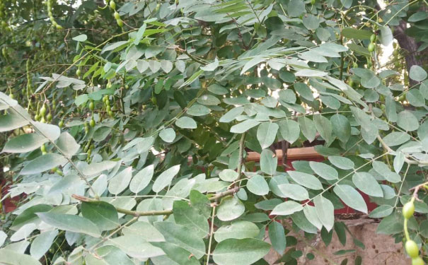 浙江教师证报名_考试_报考条件