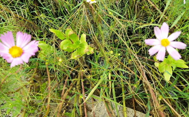扬州教师证报名_考试_报考条件