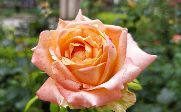 日照教师证报名_考试_报考条件