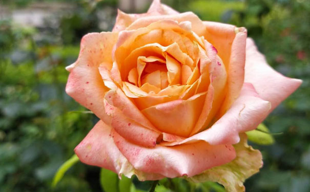 镇江教师证报名_考试_报考条件