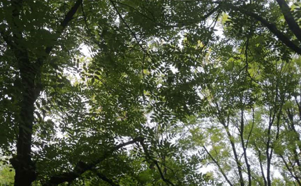 江苏教师证报名_考试_报考条件