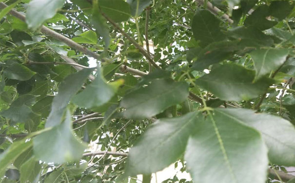 芜湖教师证报名_考试_报考条件