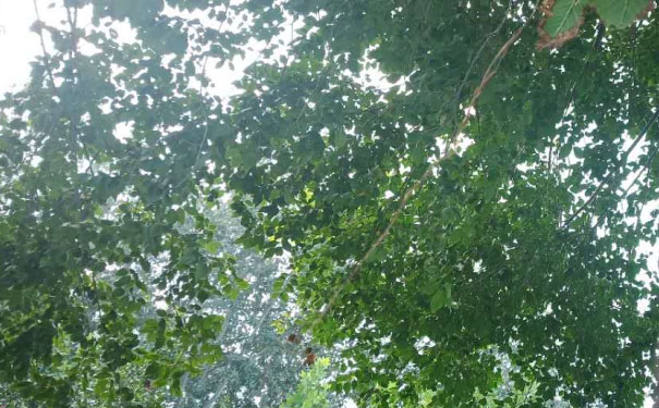 阜阳教师证报名_考试_报考条件