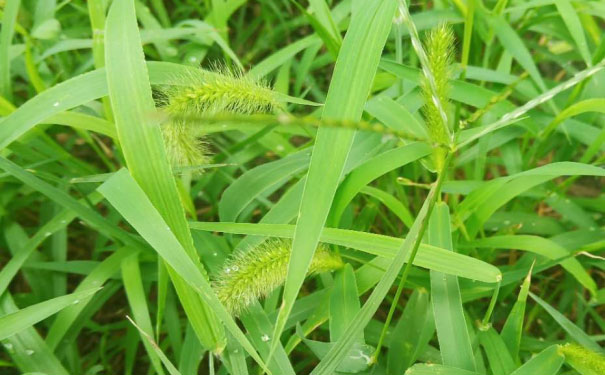 新乡教师证报名_考试_报考条件