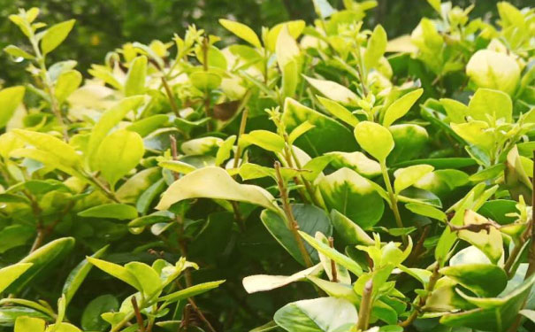 焦作教师证报名_考试_报考条件