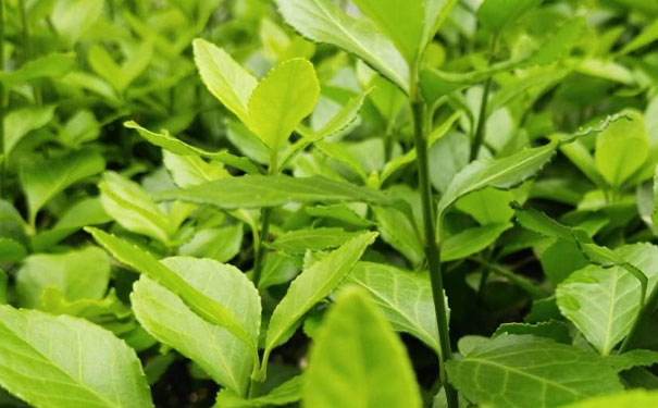 南阳教师证报名_考试_报考条件