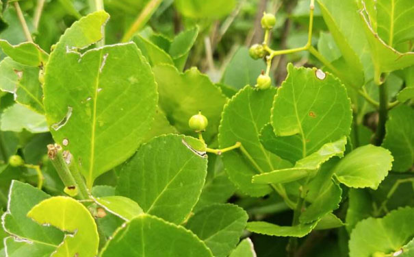 驻马店教师证报名_考试_报考条件