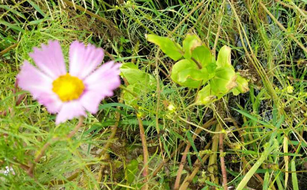 开封教师证报名_考试_报考条件