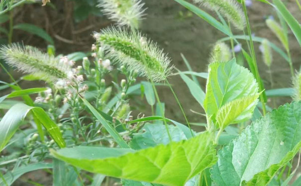 孝感教师证报名_考试_报考条件