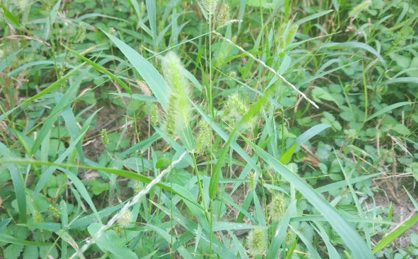 怀化教师证报名_考试_报考条件