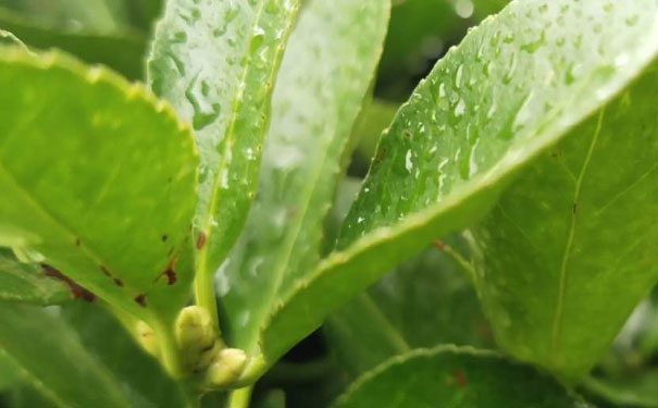 眉山教师证报名_考试_报考条件