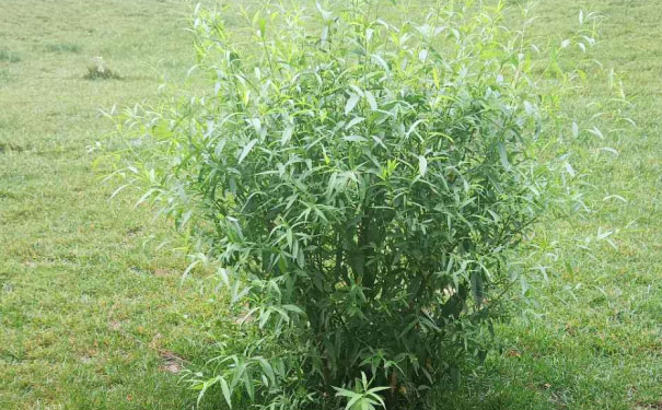 内江教师证报名_考试_报考条件