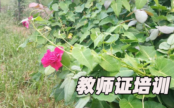 佛山教师证报名_考试_报考条件