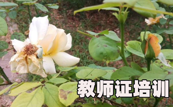 深圳教师证报名_考试_报考条件