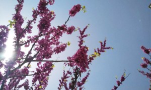 保定心理咨询师培训班 – 课程 – 收费标准