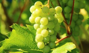 重庆健康营养师培训机构