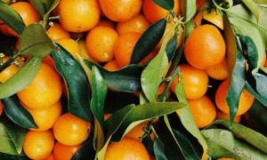 重庆健康营养师报考条件