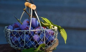 威海健康营养师培训