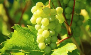 滁州健康营养师报考条件_报名费多少钱