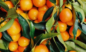 福州健康营养师报考条件_报名费多少钱