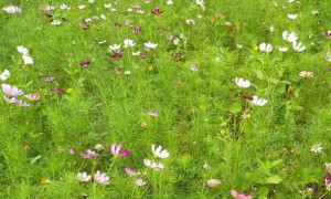 杭州学雅思要多少钱