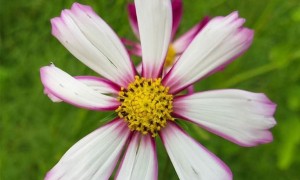 常州学雅思大概多少钱一节课