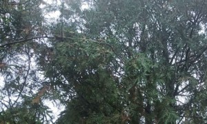 上海学雅思哪个机构教的好