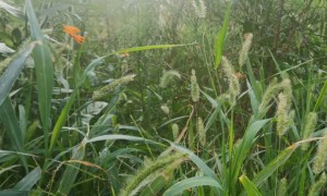 南京学雅思一般都选哪个机构