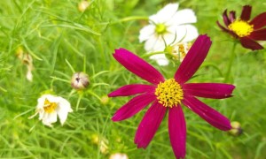 徐州雅思英语培训班