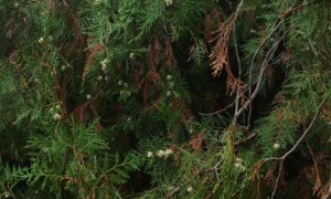 镇江学雅思哪个比较好