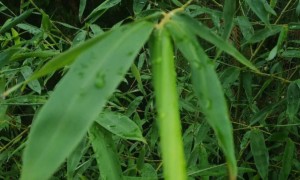 镇江学雅思推荐哪个机构