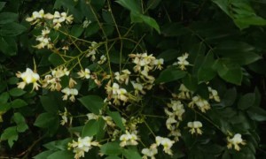 镇江学雅思哪里好