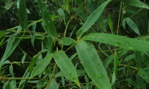 镇江学雅思学校在哪里