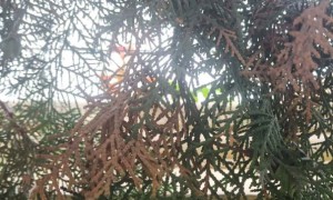 镇江新东方雅思