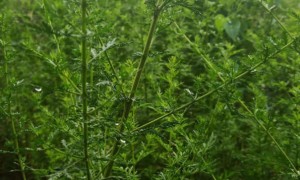 镇江雅思去哪里学