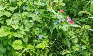 济南学雅思一般多少钱