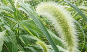 济南学雅思哪个学校好