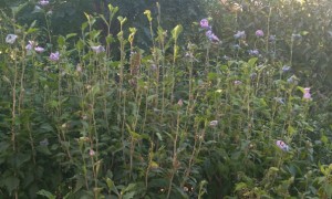 大连学雅思一般多少钱