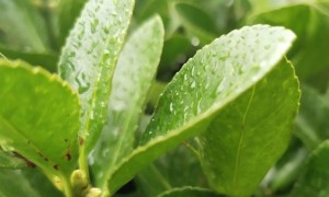 北京学雅思学校排名