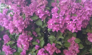 北京学雅思哪个学校比较好