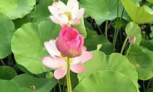 银川学雅思多少钱