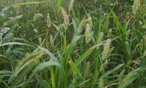 南昌学雅思哪个机构比较好