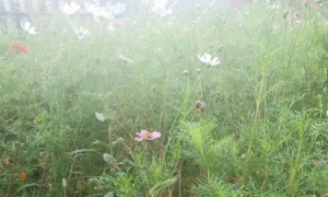 广州学雅思的地方